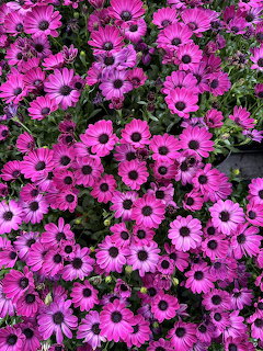 Dense field of purple and magenta osteospermum daisy flowers with dark centers and green leaves