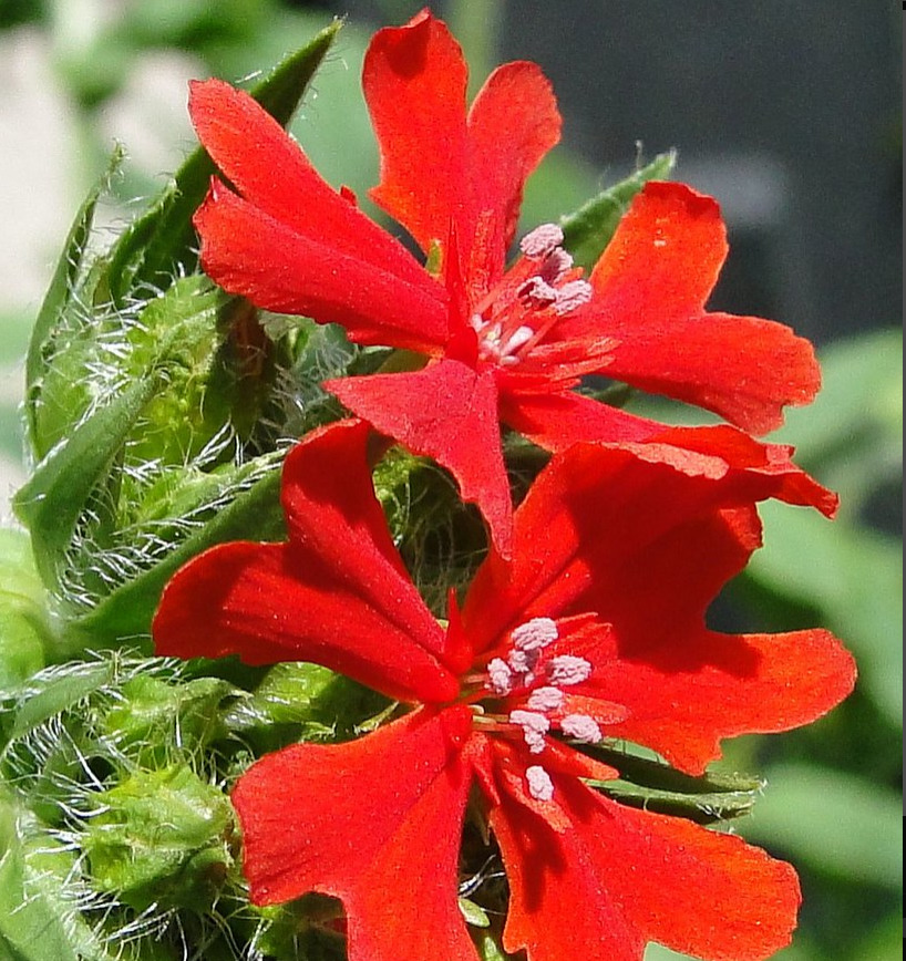 Close-up of vivid red Lychnis chalcedonica flowers with star-shaped petals and white stamens
