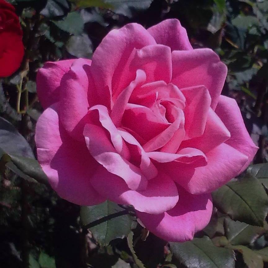 Close-up of a blooming pink rose with layered petals in a garden