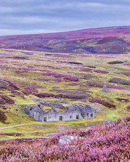Ruined stone cottage amid purple heather-covered hills under grey sky