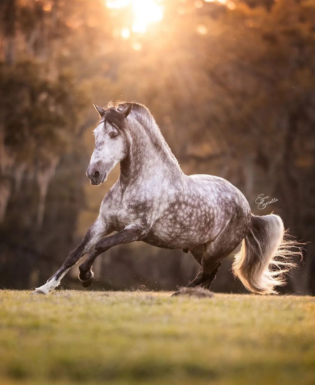 Dapple Gray Horse