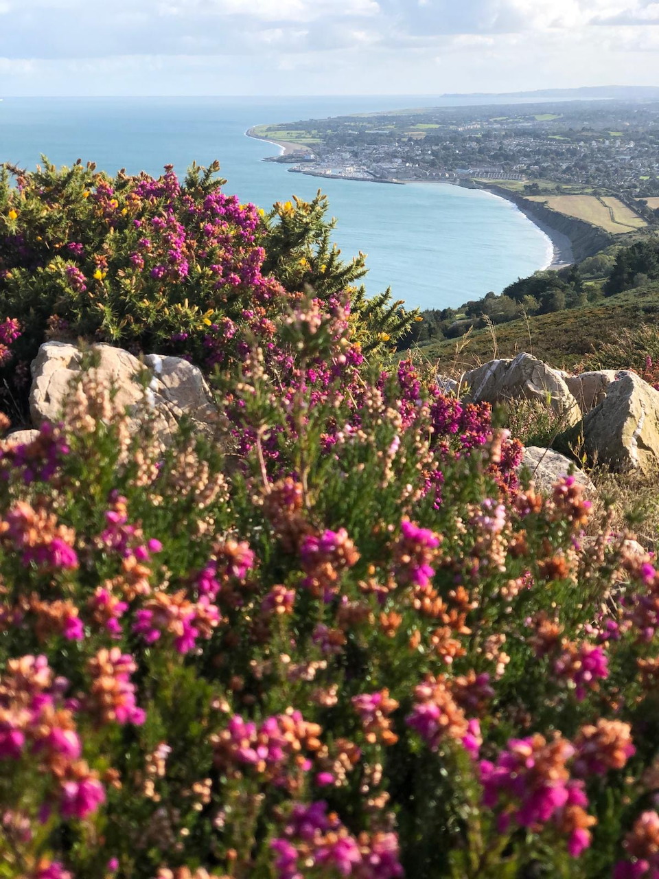 Pink heather blooming on a hillside overlooking Greystones bay, County Wicklow, Ireland