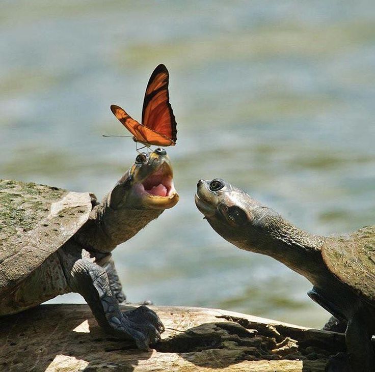 Two turtles on rocks by water, one with mouth open and an orange butterfly perched on its head