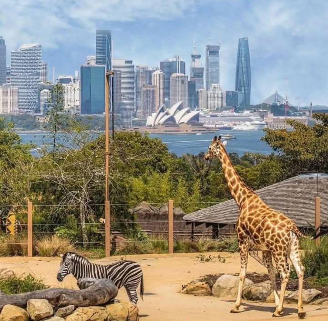 Giraffe and zebra in zoo enclosure with Sydney Opera House and city skyline visible across harbor
