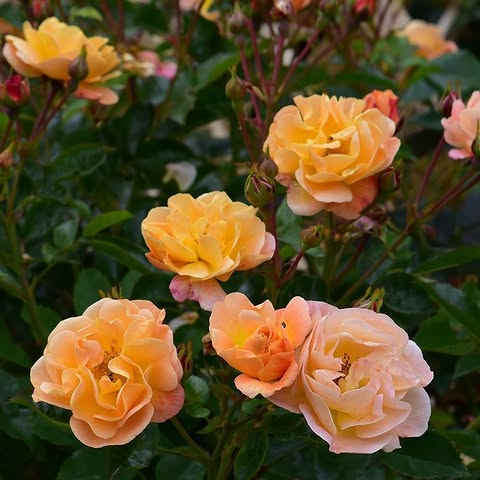 Orange and peach roses blooming among green leaves in a garden
