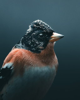 Finch Portrait