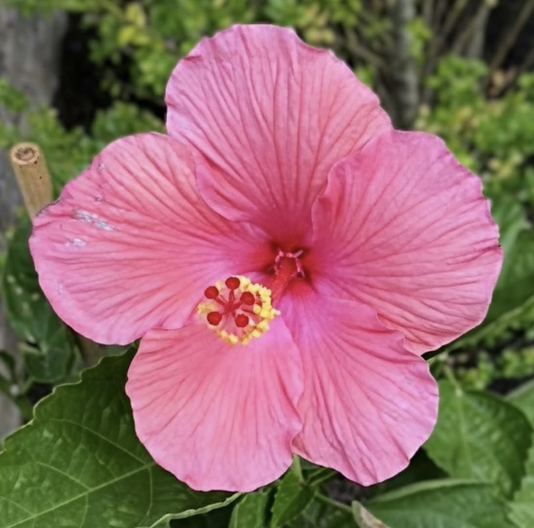 Close-up of a pink hibiscus flower with green leaves behind it