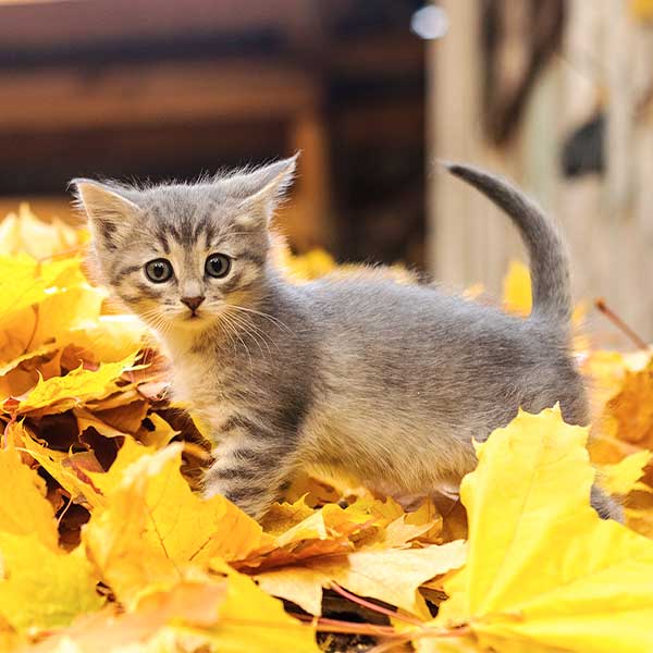 Gray kitten standing in a pile of yellow autumn leaves