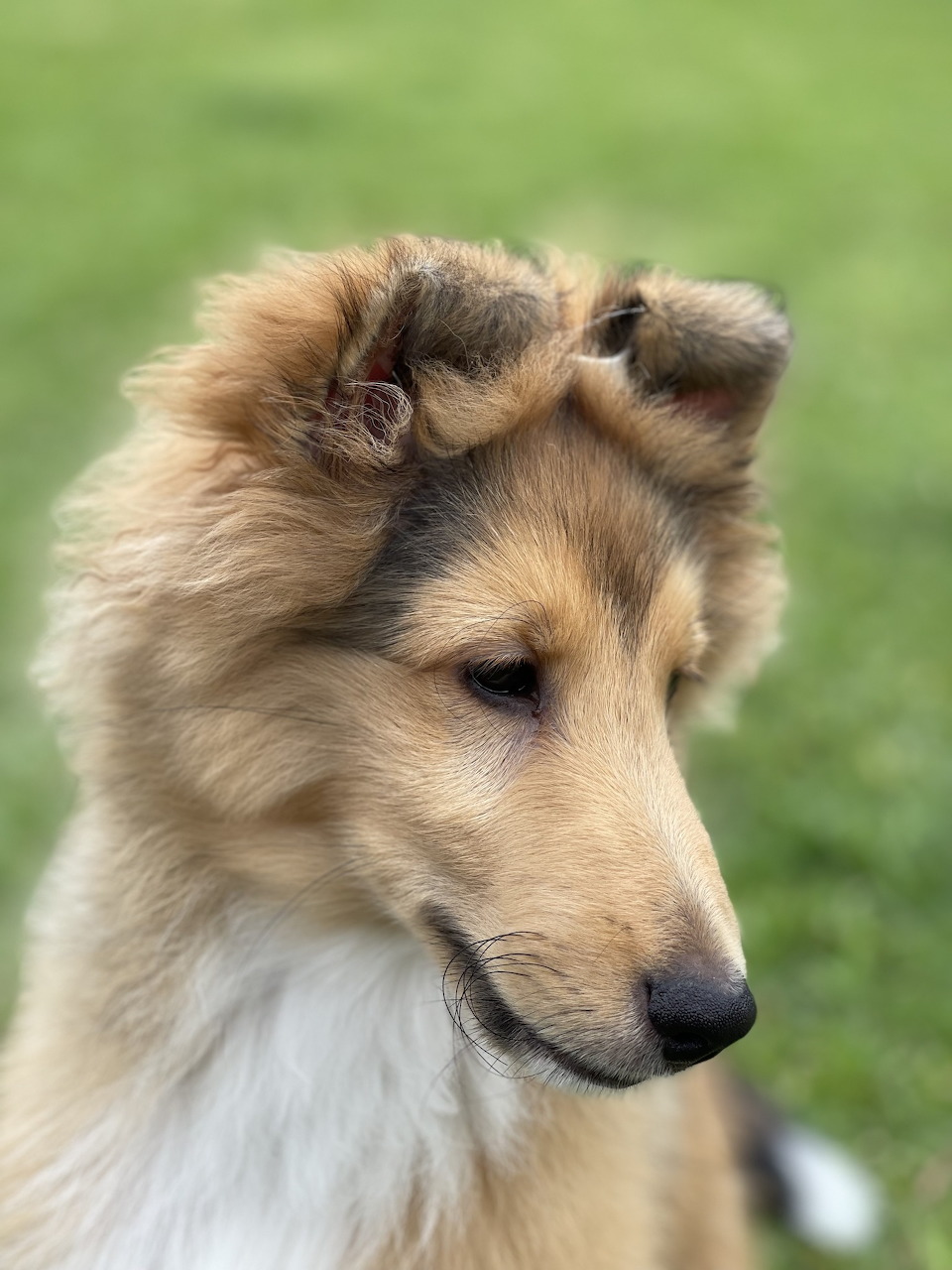 Close-up of a fluffy Shetland Sheepdog puppy with tan and white fur on a green background