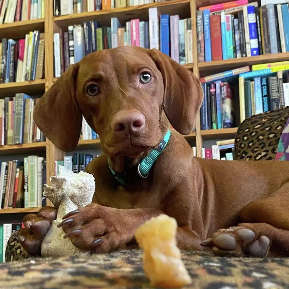 Brown Vizsla dog lying on rug in front of bookshelf