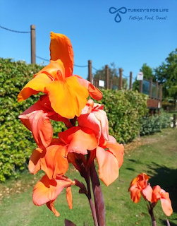 Bright orange canna lily flower in full bloom against blue sky