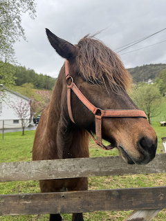 Brown horse with long mane wearing orange halter behind wooden fence in countryside