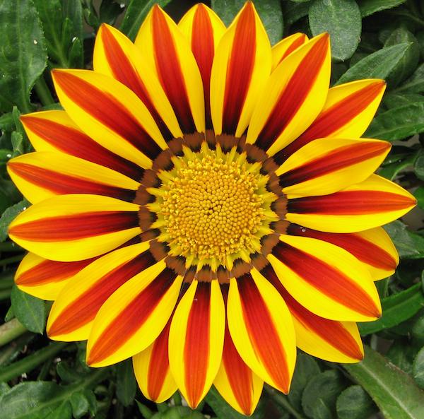 Close-up of a gazania flower with orange, yellow and red striped petals and yellow center on green leaves