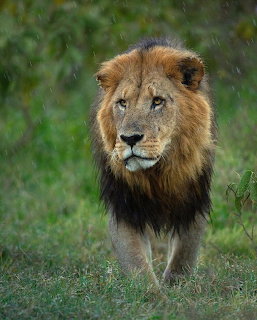 Male lion with dark mane walking forward through green grass in the rain