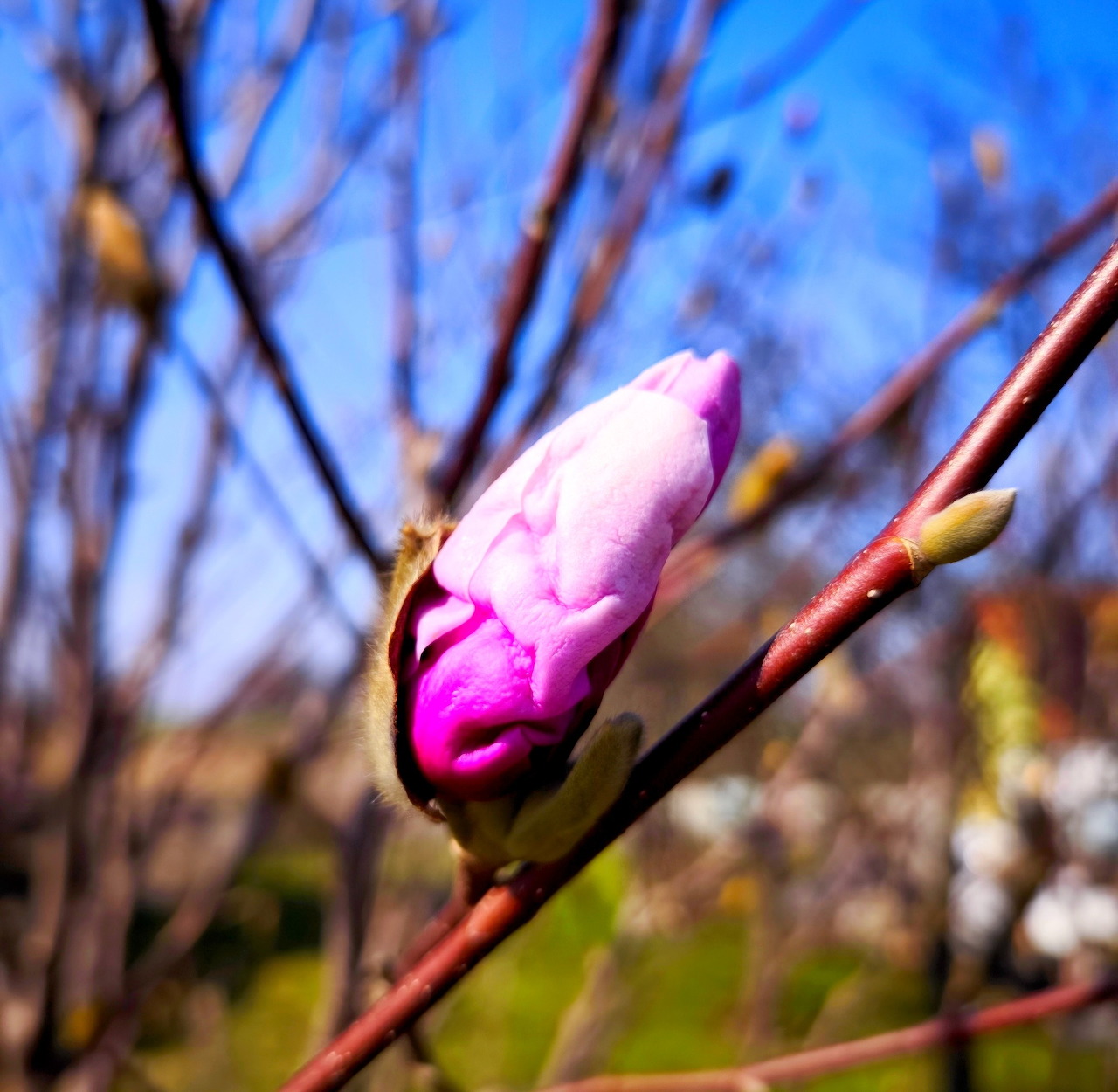 Close-up of a pink magnolia flower bud on a bare red-brown branch against a blue sky