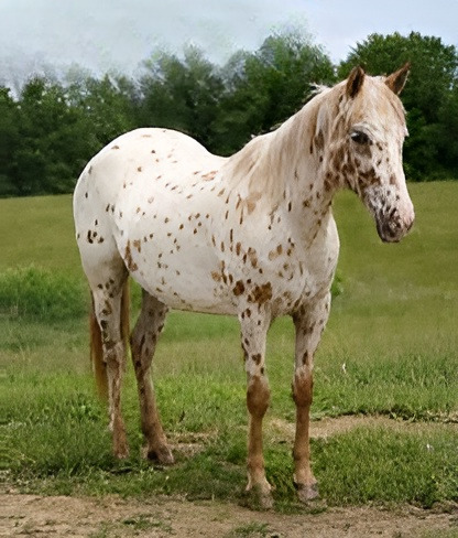 Palomino Appaloosa Horse