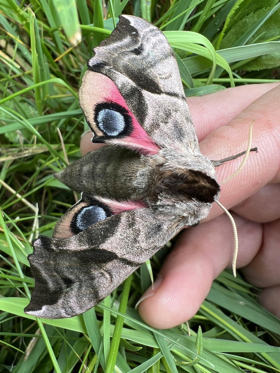 Large gray moth with eye spots on its wings resting on a person's hand in the grass
