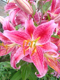 Stargazer Lily in Full Bloom