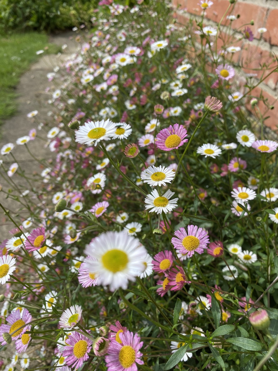 Cluster of small white fleabane flowers with yellow centers among green leaves