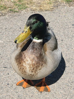 Male mallard duck standing on pavement facing the camera with green head and orange feet