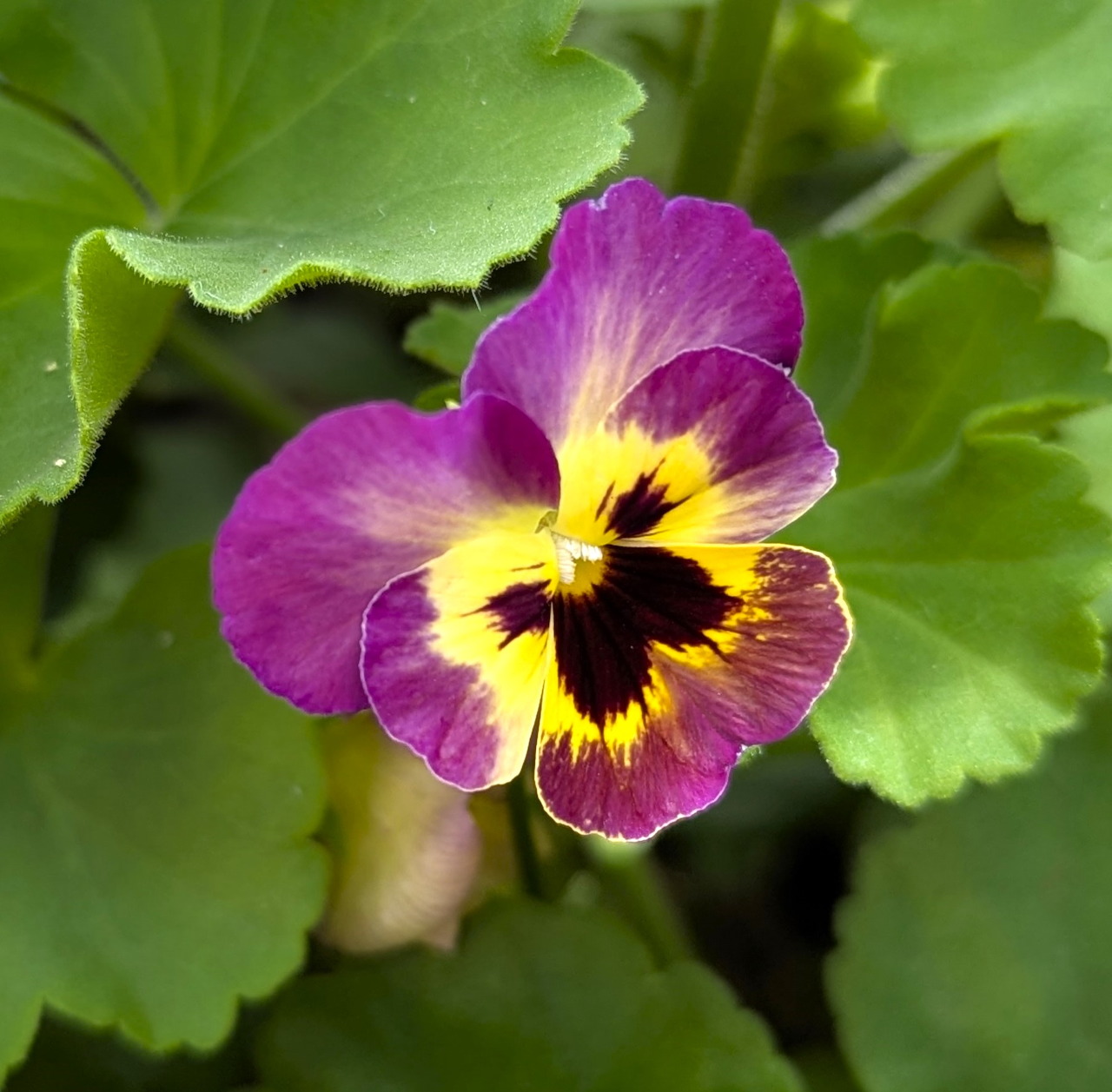 Purple and yellow pansy flower with dark center markings surrounded by green leaves