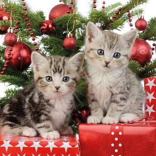 Christmas Kittens with Ornaments
