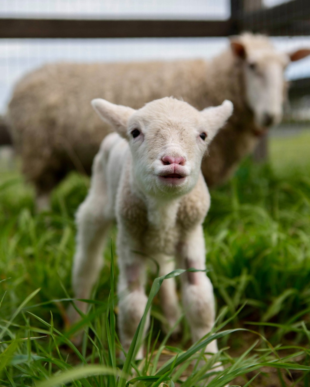 Rescued Lamb Portrait
