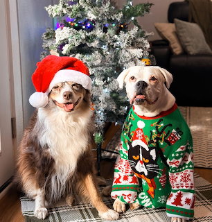 Two dogs by a Christmas tree, one in a Santa hat and one in a holiday sweater