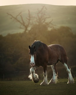 Bay Clydesdale Horse Walking
