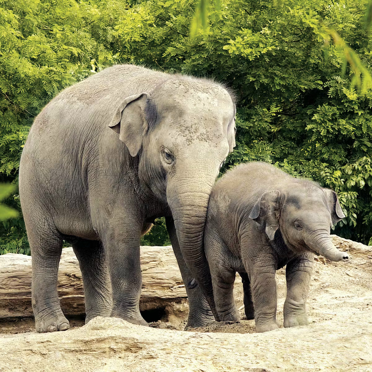 Adult elephant with baby elephant calf standing together outdoors with green vegetation behind them