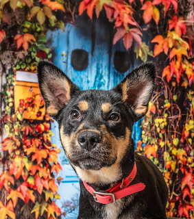 Dog with Autumn Leaves