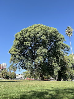 Large spreading green tree in a park with grass lawn, palm tree, and buildings in the background under blue sky