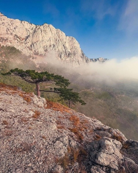 Rocky mountain peak with solitary tree and fog rolling through valley under blue sky