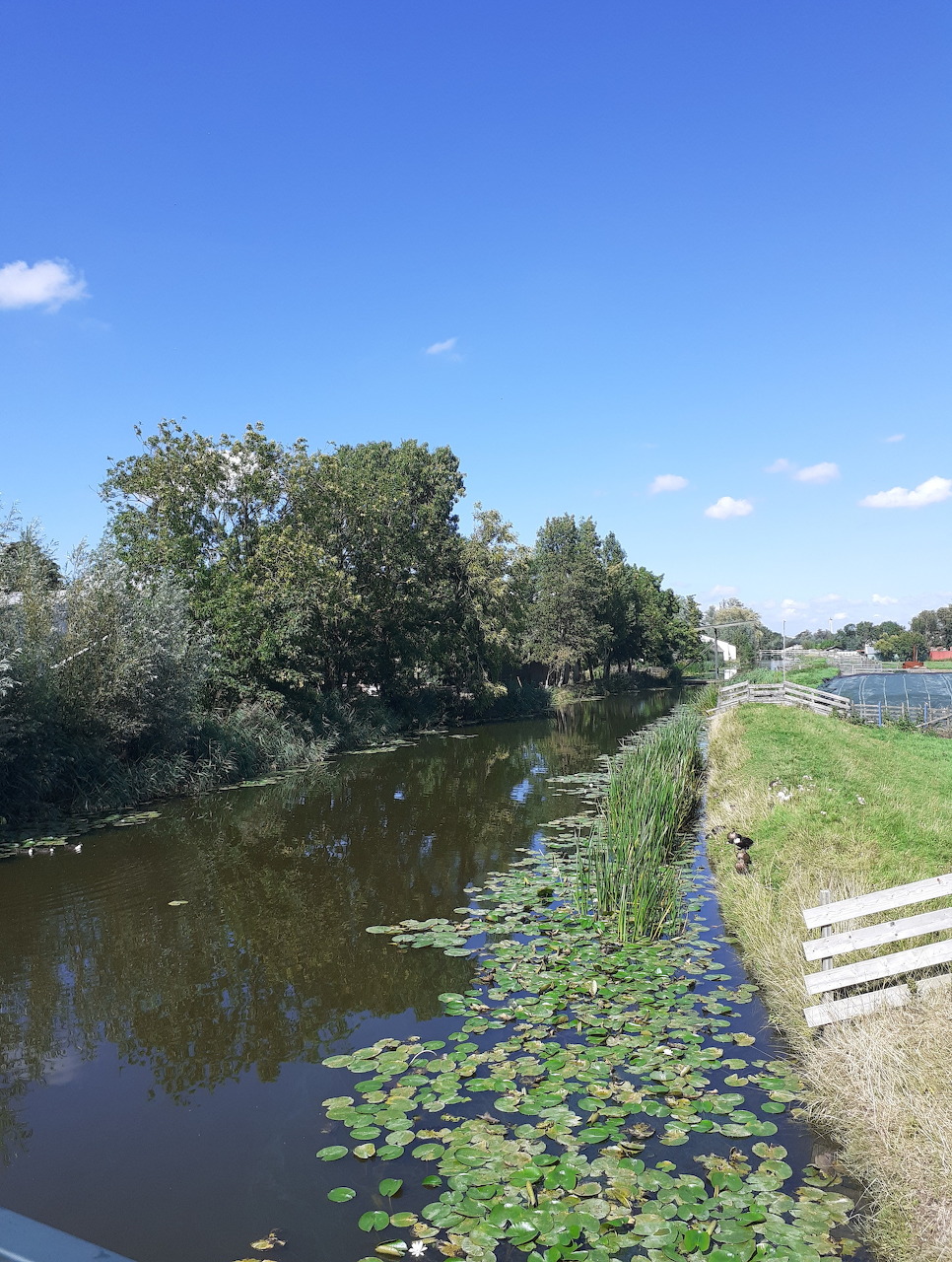 Dutch canal with lily pads and trees near Weipoort, Zoeterwoude, under a clear blue sky
