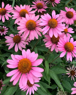 Close-up of pink-purple coneflowers with orange centers among green leaves