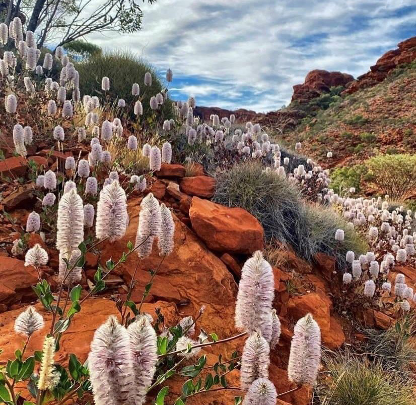 Kings Canyon Northern Territory Australia