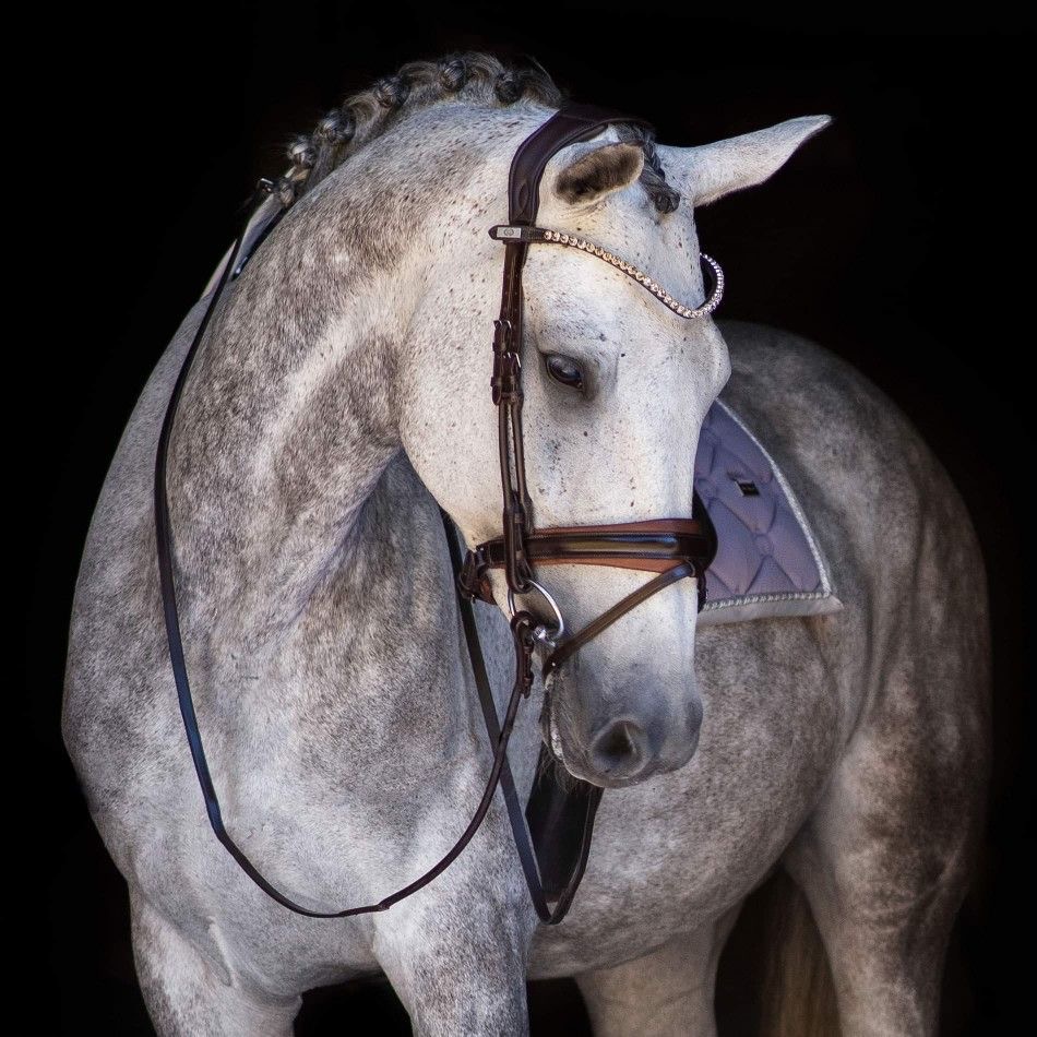 Grey horse with flowing mane in a natural outdoor setting