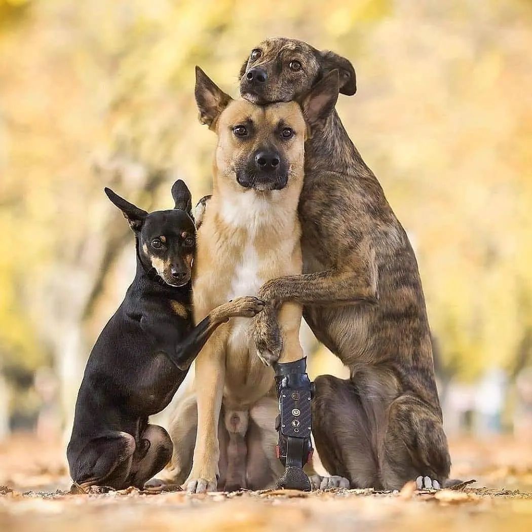 Three Dogs Hugging
