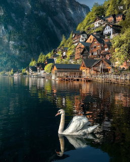 White swan swimming on a calm lake with Hallstatt village and mountain backdrop