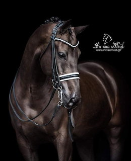 Black Horse Portrait