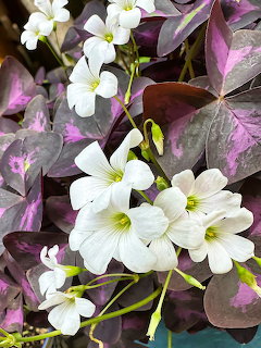 White oxalis flowers blooming among purple shamrock leaves in a close-up view