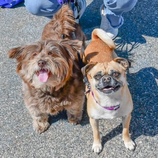 Bear and Dolce