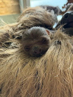 Baby Sloth Atty Edinburgh Zoo