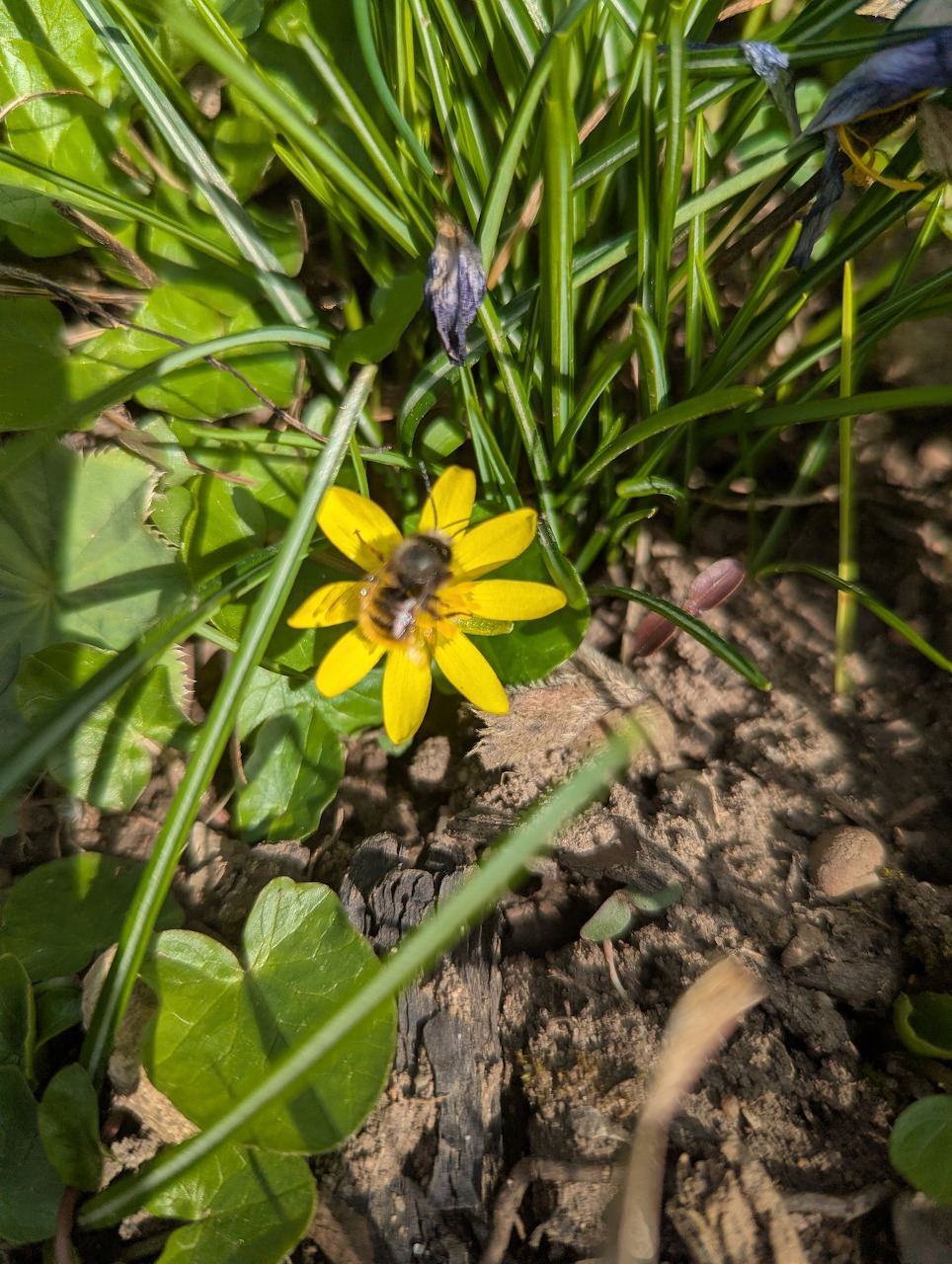 Small yellow flower growing among green leaves and grass in soil