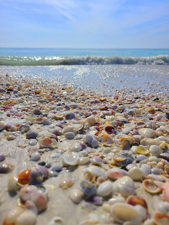 Colorful seashells covering sandy beach with ocean and sky beyond
