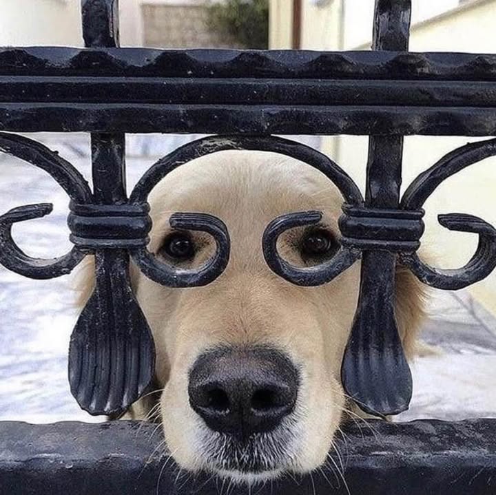 Golden retriever looking through a black wrought iron gate