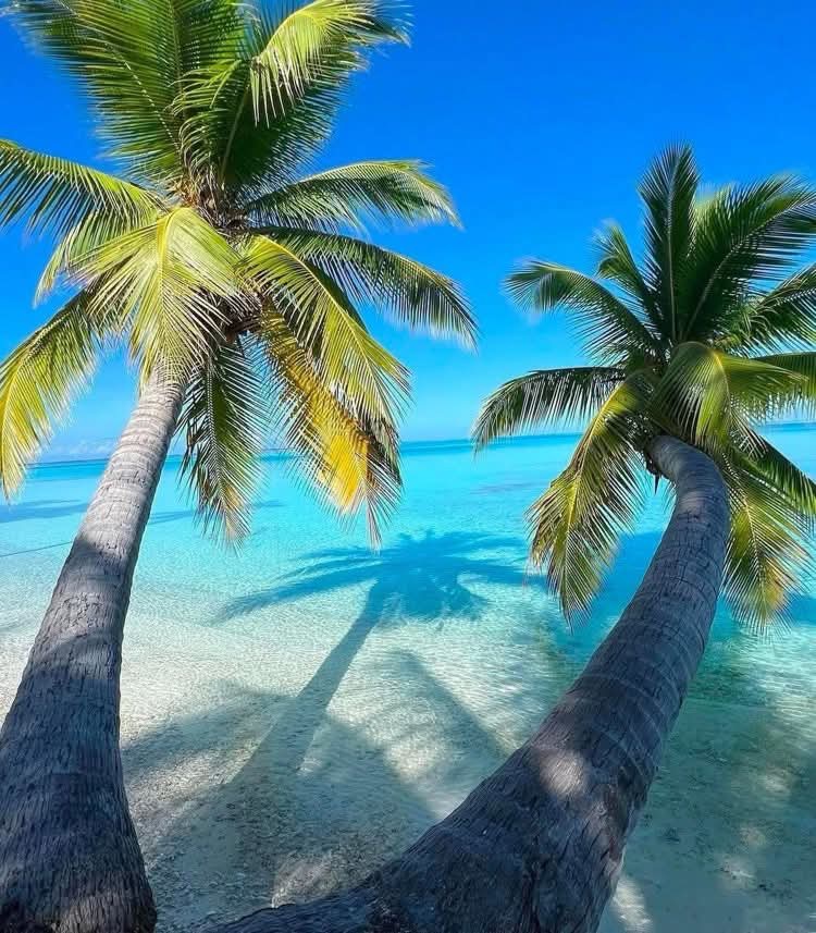 Palm Trees Beach
