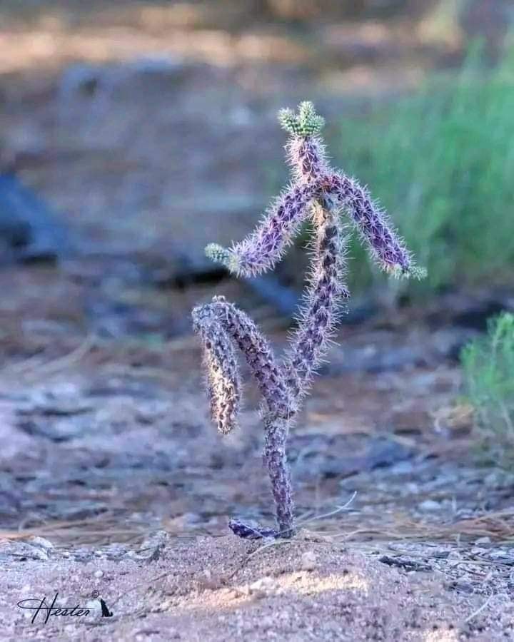 Small cactus with arms and legs spread out like a dancing figure on desert ground