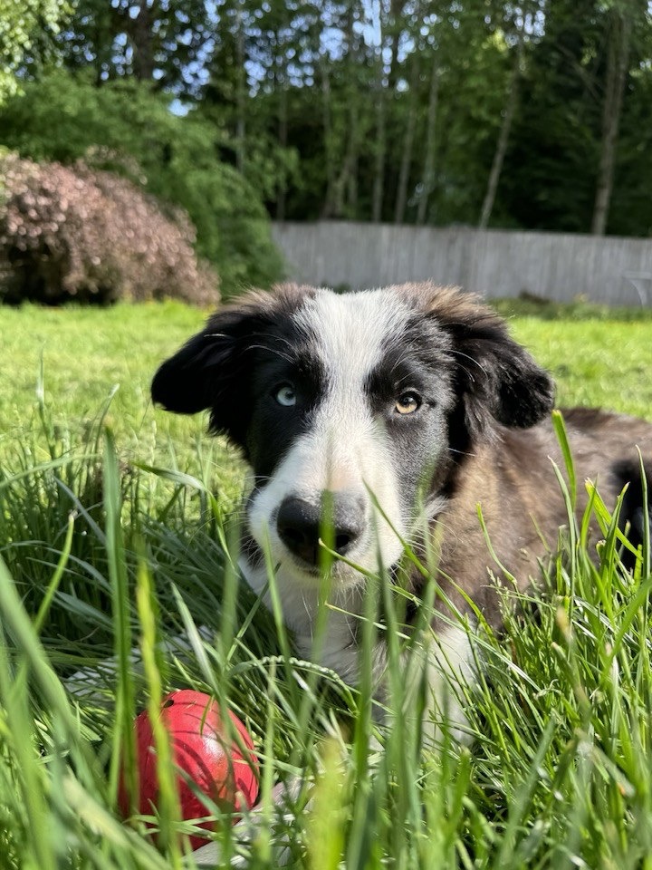 Border collie dog lying in grass with pink ball outdoors