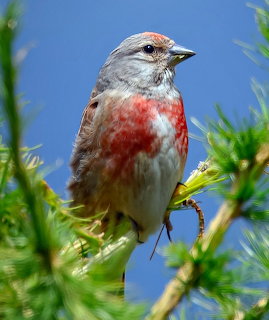 Gray and red songbird perched on green branches against a blue sky